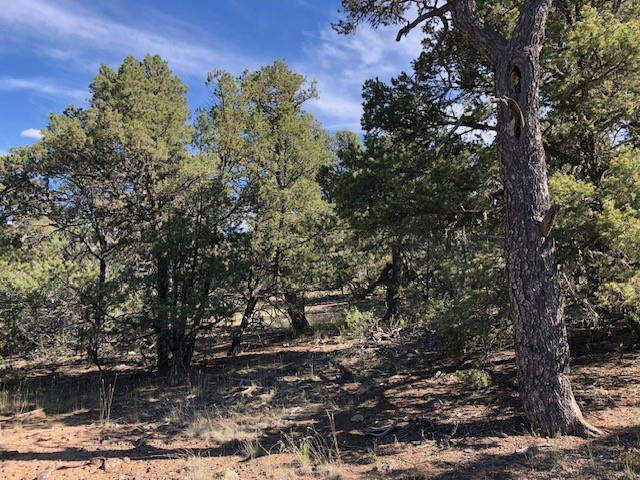 0.24 ACRE PORTION OF LOT 70, TRES PIEDRAS, NM 87577, photo 1 of 3