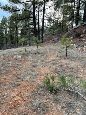 LOT R-56 PRIVATE DR, CHAMA, NM 87520, photo 2 of 4